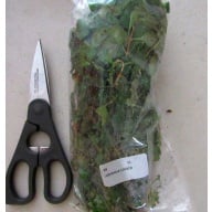 12 bunches, 36 plus stems of red ludwigia