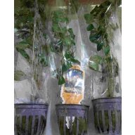 6 potted red ludwigia
