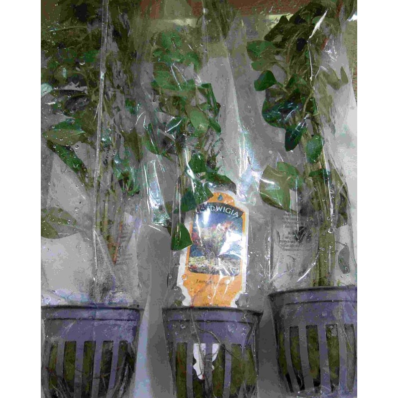 6 potted red ludwigia