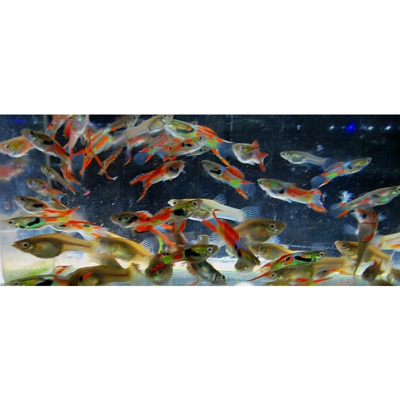 3 pair red lyretail guppies