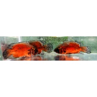3 red oscars