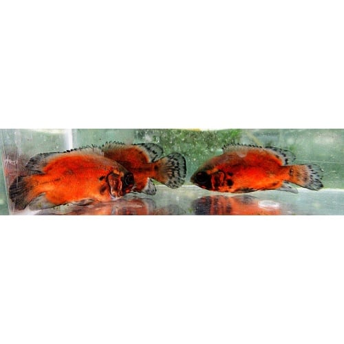 3 red oscars