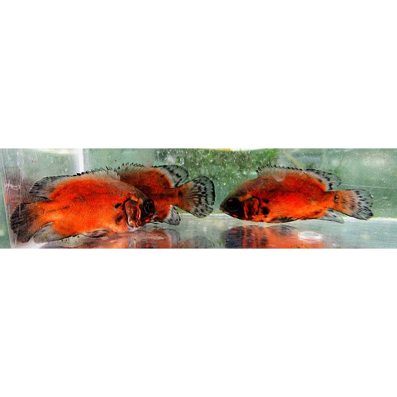 3 red  oscars