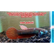 protect from extinction wild betta red patoti pair