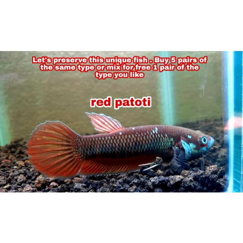protect from extinction wild betta red patoti pair