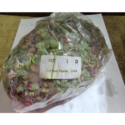 1/4 lb red root floater