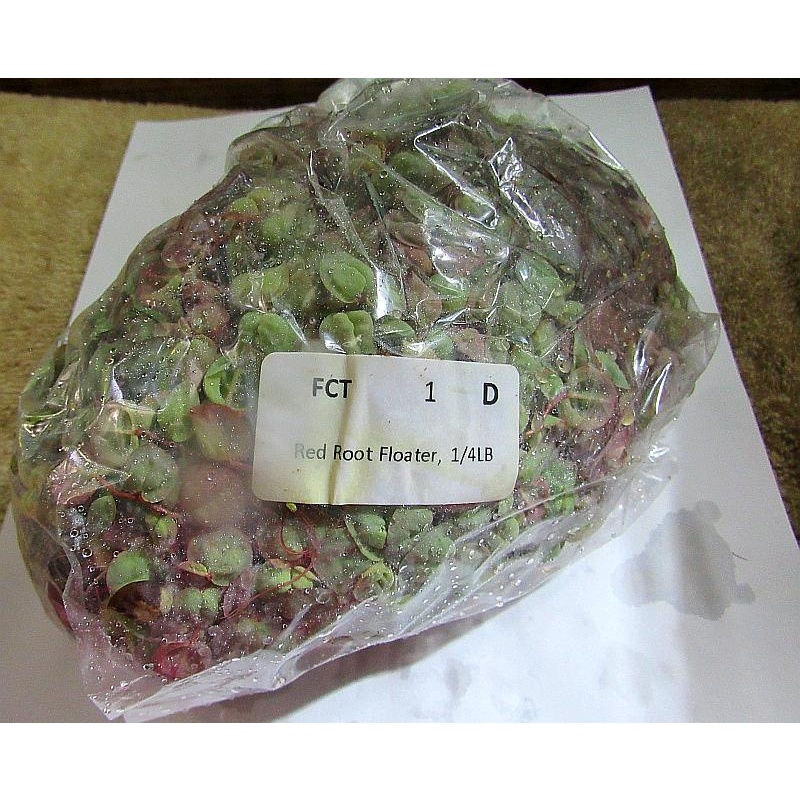 1/2 lb red root floater