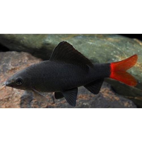 5 red tail sharks