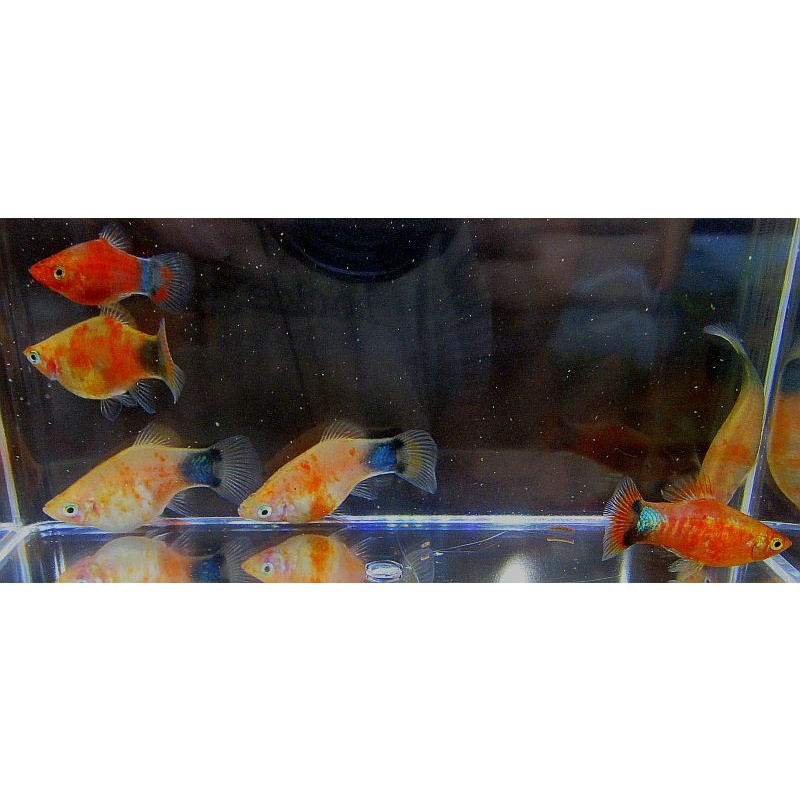 6 red tiger platys