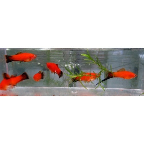 5 orange wag swords