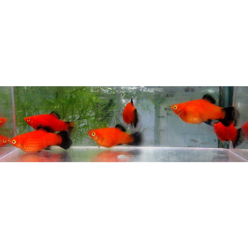 6 red wag platys