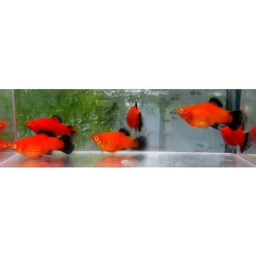 6 red wag platys