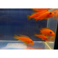 8 red zebra