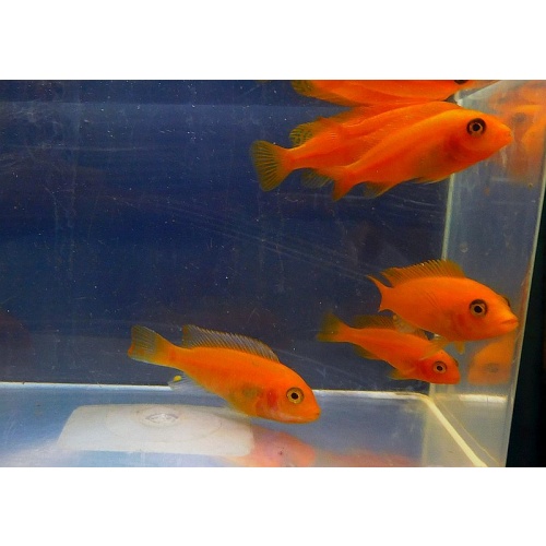 8 red zebra