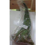 12 hairgrass plants
