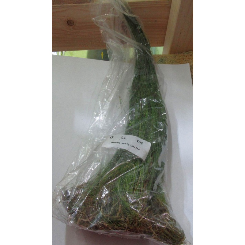 12 hairgrass plants