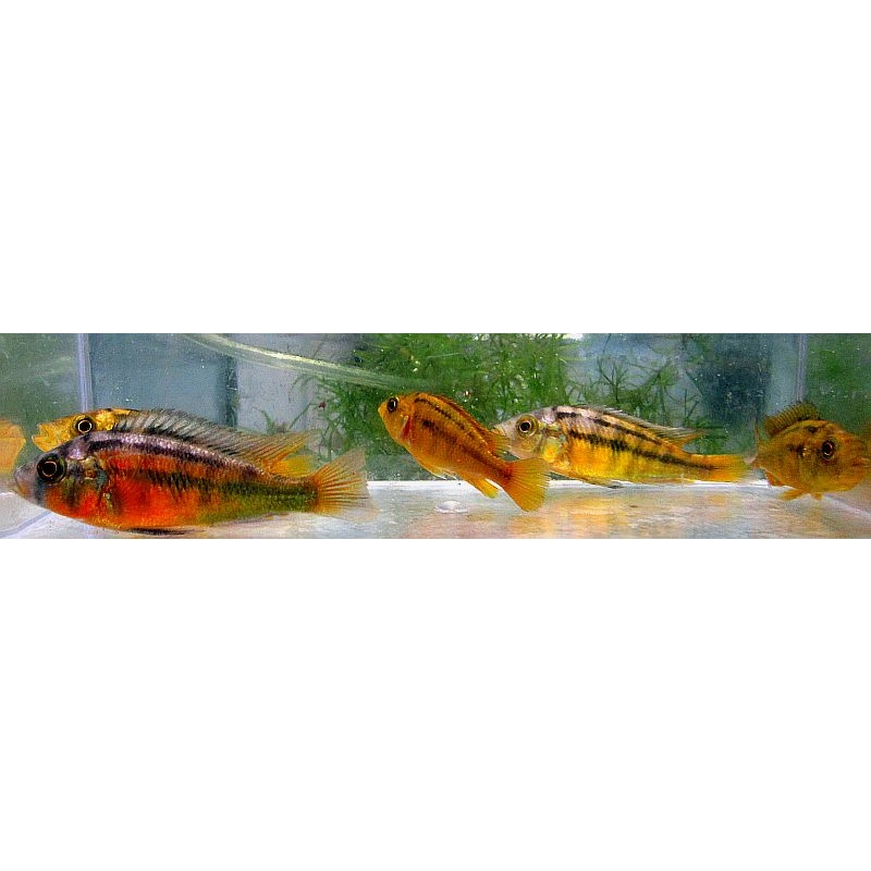 4 hap rock kribensis