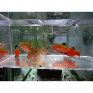 3 pair rosey barbs