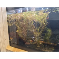 Rotala Rotundifolia 40+ Stems