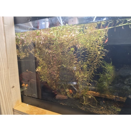 Rotala Rotundifolia 40+ Stems