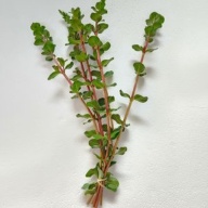 12 bunches, 36 plus stems of rotala blood red