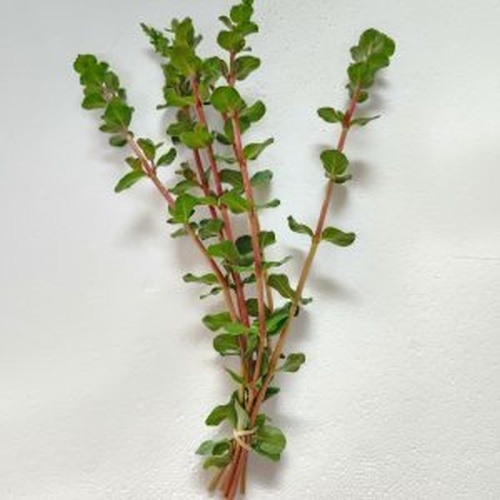 12 bunches, 36 plus stems of rotala blood red