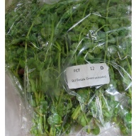 12 bunches, 36 plus stems of rotala green