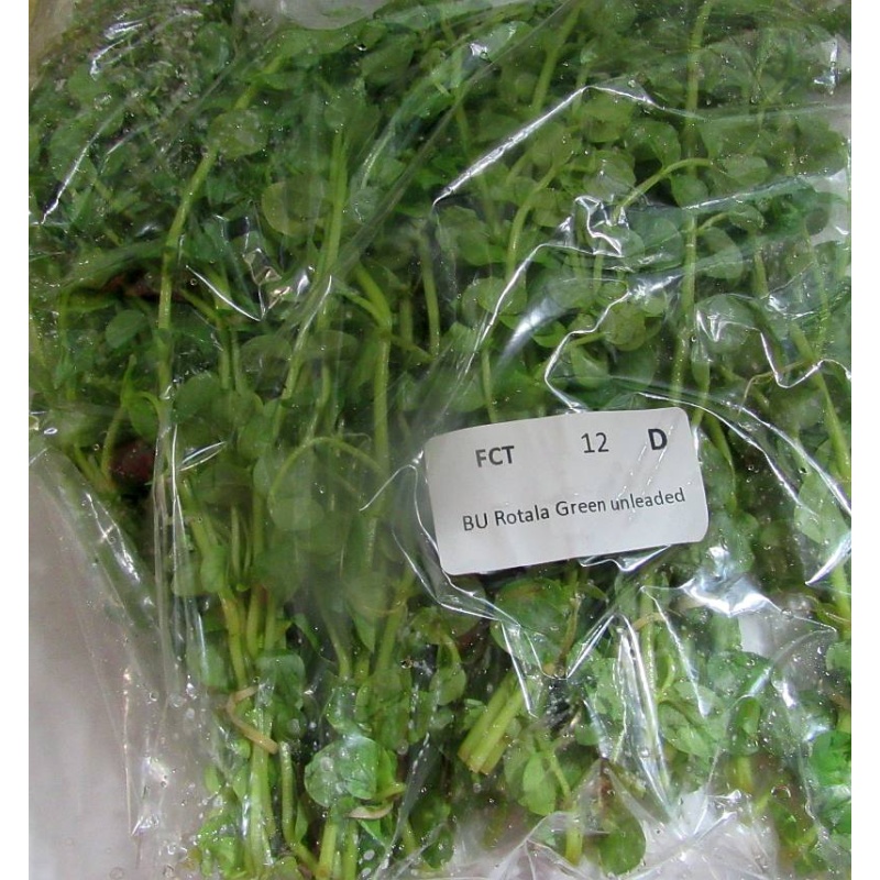 12 bunches, 36 plus stems of rotala green