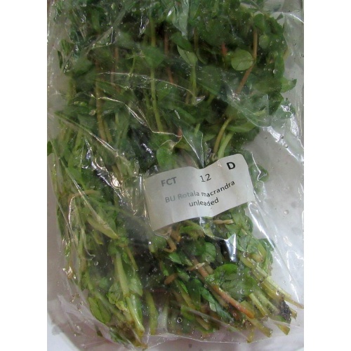 12 bunches, 36 plus stems of rotala macrandra