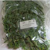 12 bunches, 36 plus stems of rotala nanjenshan