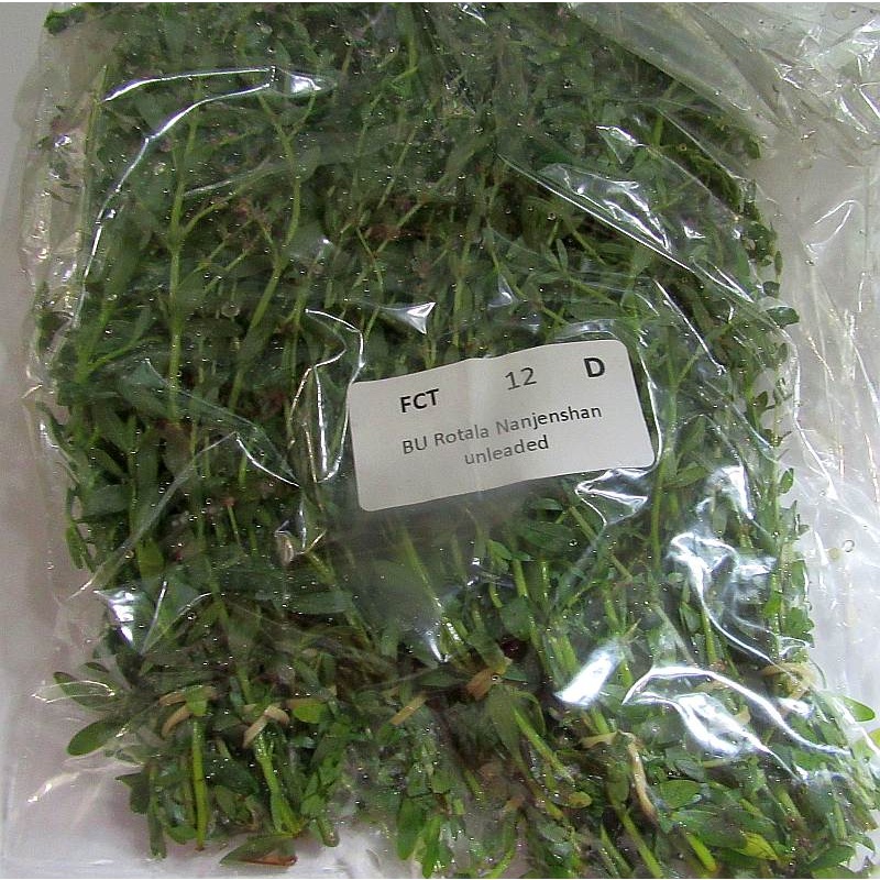 12 bunches, 36 plus stems of rotala nanjenshan