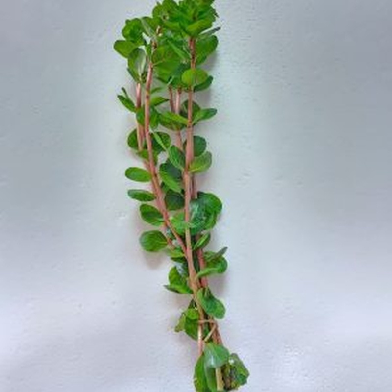 12 bunches, 36 plus stems of rotala orange juice