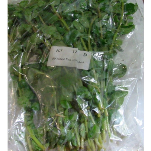 12 bunches, 36 plus stems of rotala red