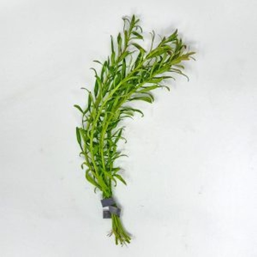 12 bunches, 36 plus stems of rotala red cross