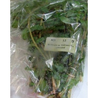 12 bunches, 36 plus stems of rotala vietnam
