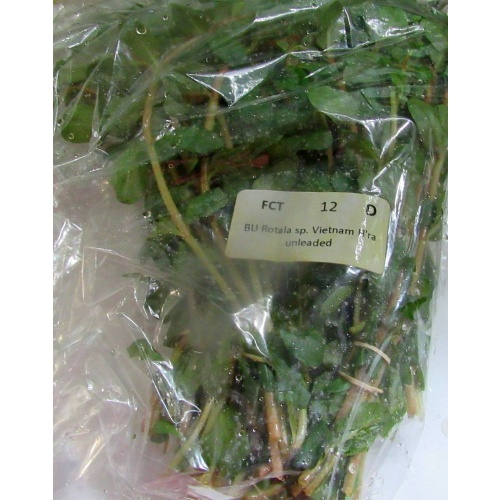 12 bunches, 36 plus stems of rotala vietnam