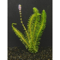 12 bunches, 36 plus stems of rotala wallichii