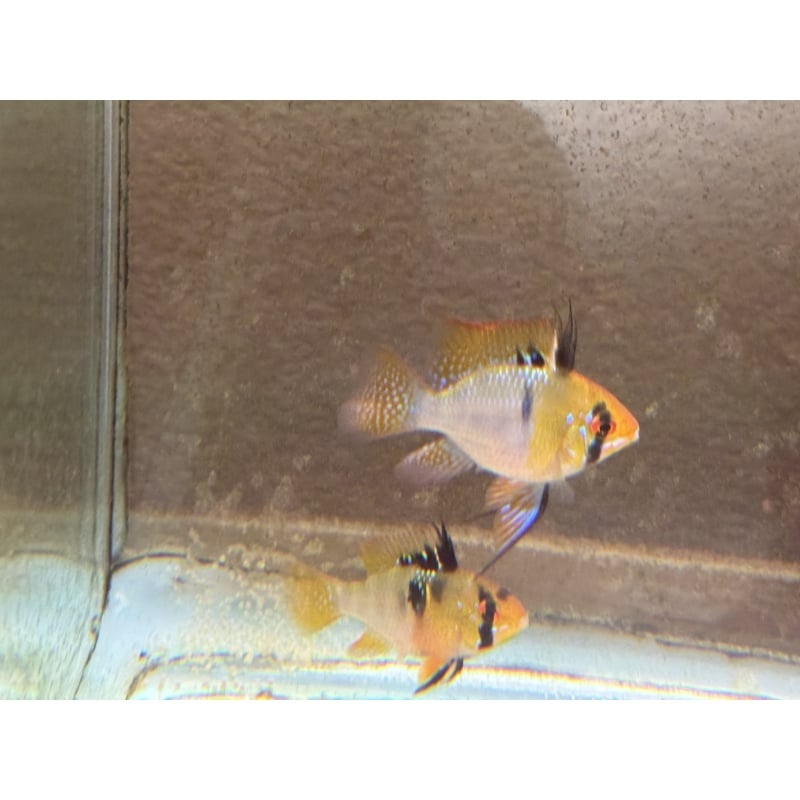 Proven Blue Ram Pair, 1st spawn, FREE SHIPPING