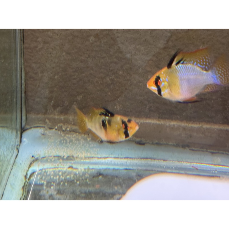 Proven Blue Ram Pair, 1st spawn, FREE SHIPPING