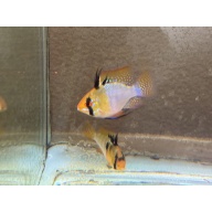 Proven Blue Ram Pair, 1st spawn
