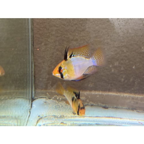 Proven Blue Ram Pair, 1st spawn