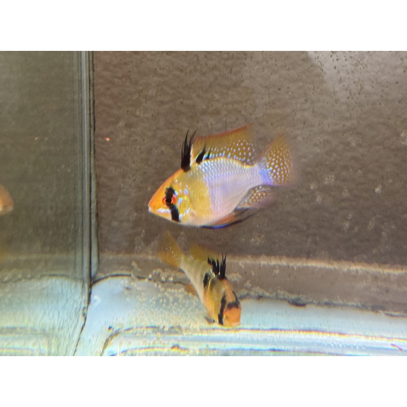 Proven Blue Ram Pair, 1st spawn