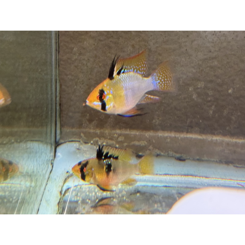 Proven Blue Ram Pair, 1st spawn, FREE SHIPPING