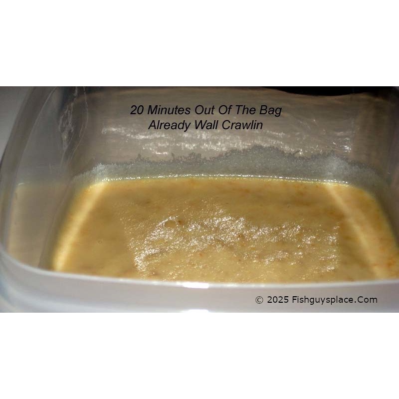 Extra Large 10 oz. (Half Pound +) Ready To Feed Micro Worm Culture + Pipettes + Yeast + Thorough Illustrated Instructions + Free USPS Ground Advantage Shipping