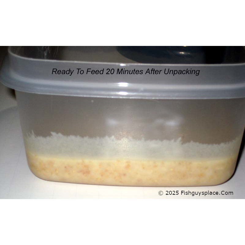 Extra Large 10 oz. (Half Pound +) Ready To Feed Micro Worm Culture + Pipettes + Yeast + Thorough Illustrated Instructions + Free USPS Ground Advantage Shipping