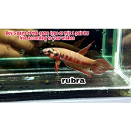 protect from extinction wild betta rubra pair