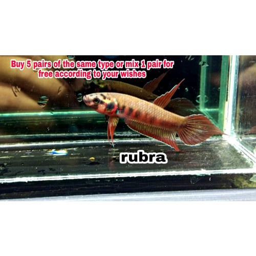 protect from extinction wild betta rubra pair