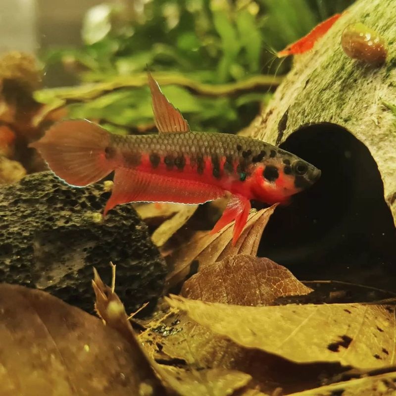 protect from extinction wild betta rubra pair
