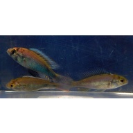 4 hap ruby green cichlids