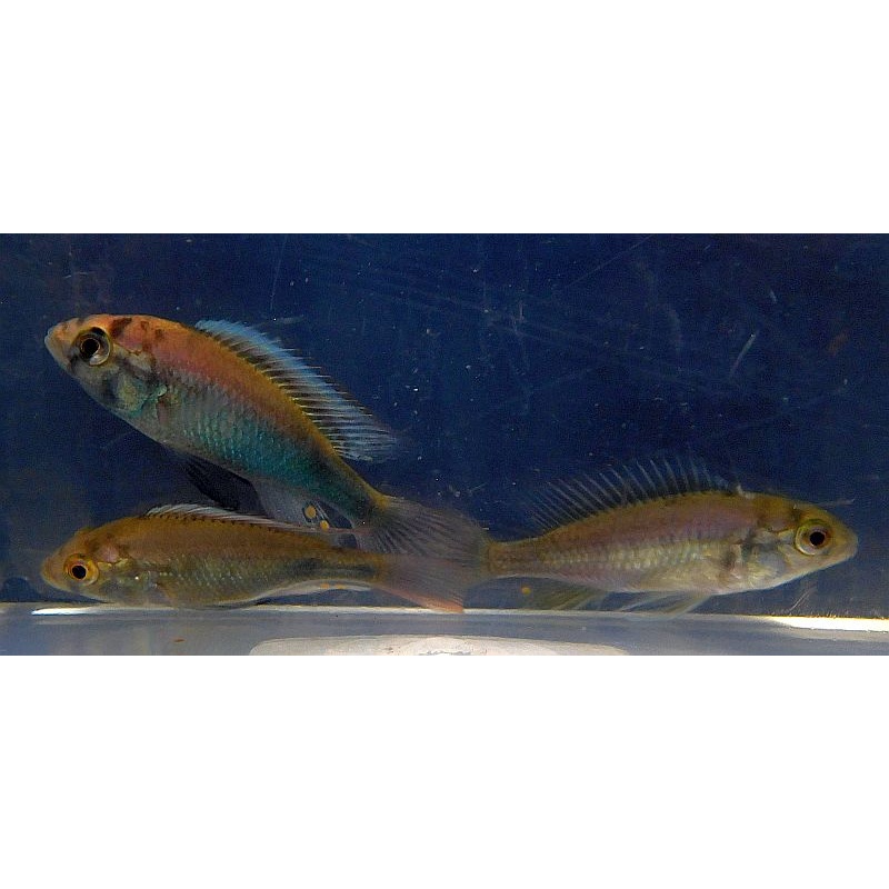 4 hap ruby green cichlids